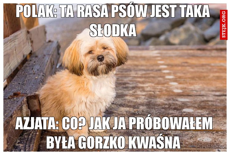 Polak: ta rasa psów jest taka słodka