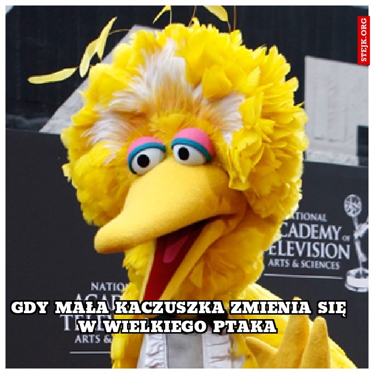 gdy mała kaczuszka zmienia się w wielkiego ptaka 