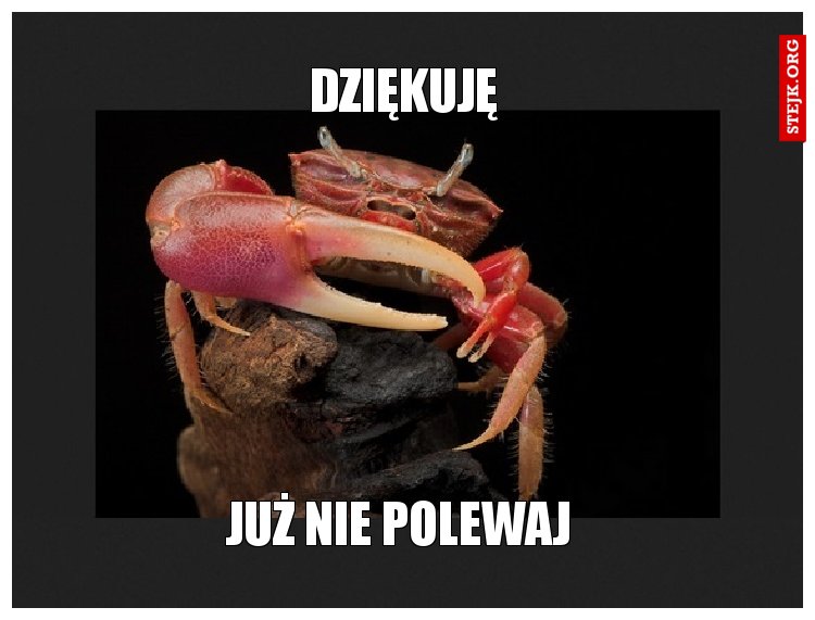 Dziękuję