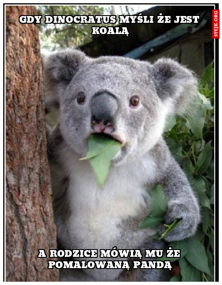 Gdy Dinocratus myśli że jest koalą