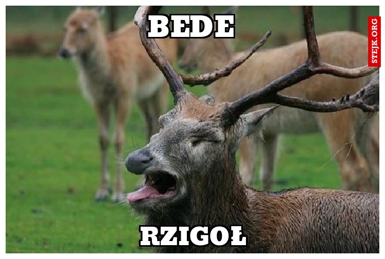 BEDE rzigoł