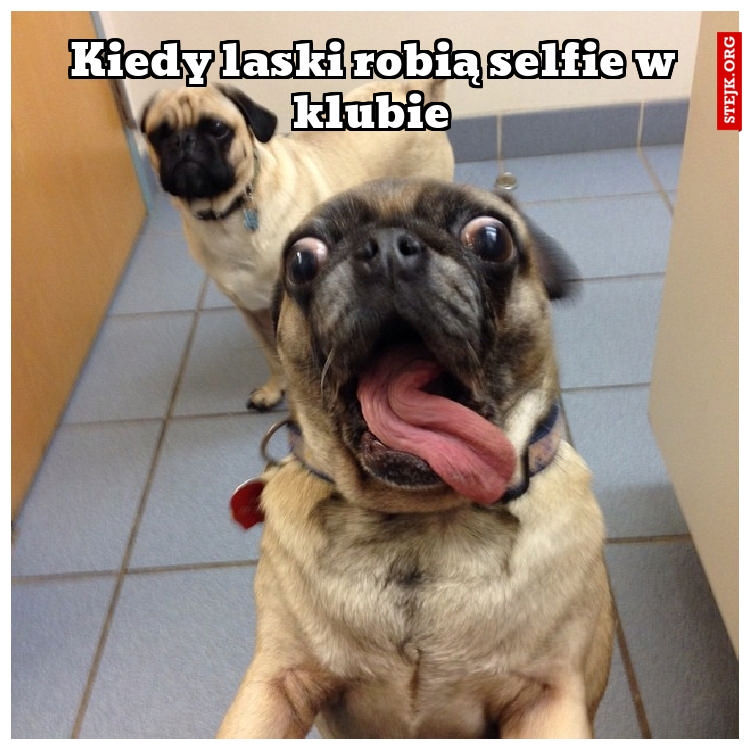 Kiedy laski robią selfie w klubie
