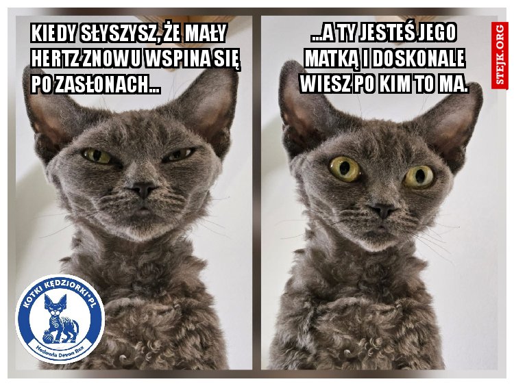 Kiedy słyszysz, że mały Hertz znowu wspina się po zasłonach…