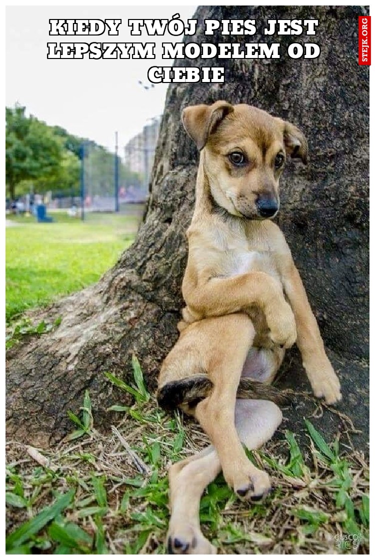 Kiedy Twój pies jest lepszym modelem od Ciebie