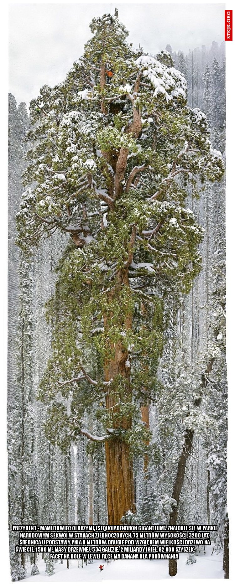 Prezydent - Mamutowiec olbrzymi, (Sequoiadendron giganteum). Znajduje się w Parku Narodowym Sekwoi w Stanach Zjednoczonych. 75 metrów wysokości, 3200 lat, średnica u podstawy pnia 8 metrów. Drugie pod względem wielkości drzewo na świecie, 1500 m³ masy drzewnej. 534 gałęzie, 2 miliardy igieł, 82 000 szyszek.                    facet na dole w lewej ręce ma banana dla porównania 