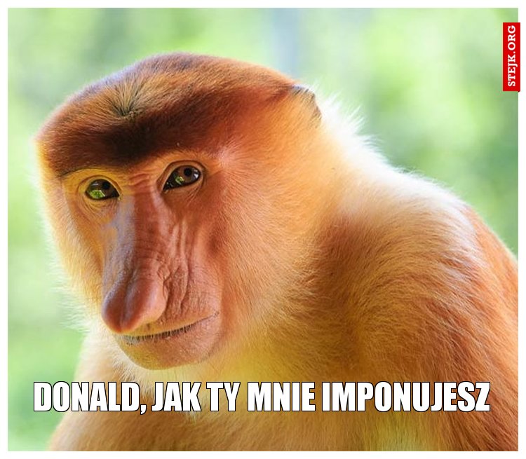 Donald, jak ty mnie imponujesz